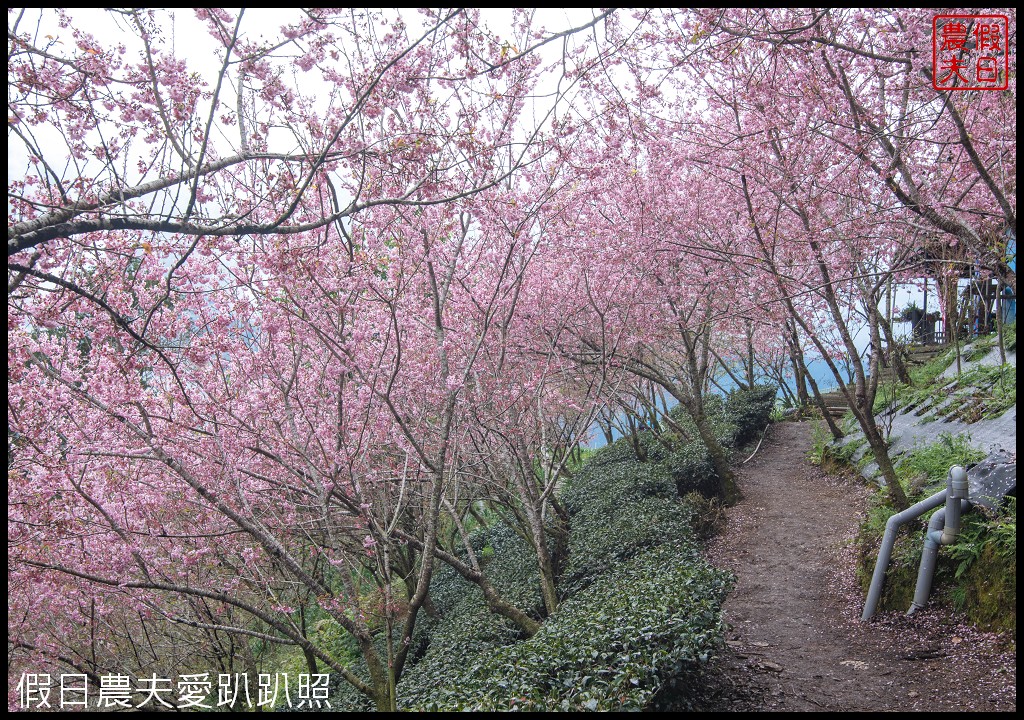 武界櫻花秘境|毛毛蟲山瑪嵐茶園雲海櫻海觀景台 @假日農夫愛趴趴照