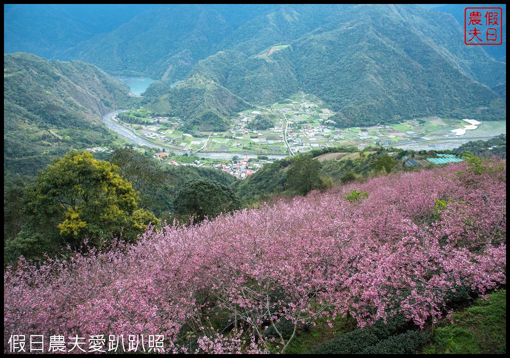 武界櫻花秘境|毛毛蟲山瑪嵐茶園雲海櫻海觀景台 @假日農夫愛趴趴照