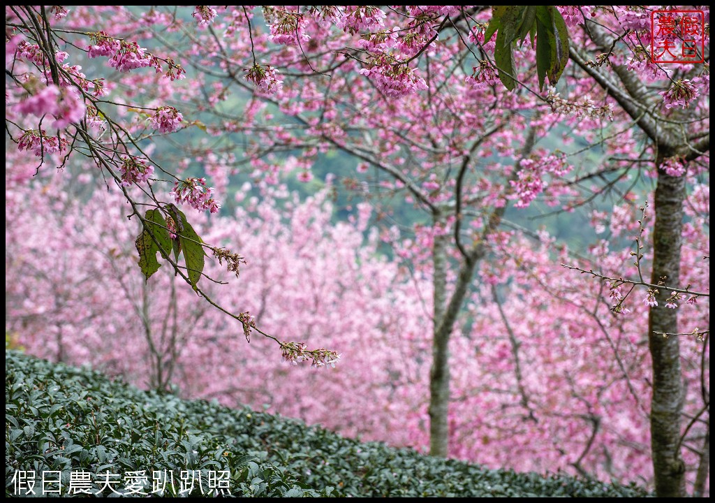 武界櫻花秘境|毛毛蟲山瑪嵐茶園雲海櫻海觀景台 @假日農夫愛趴趴照