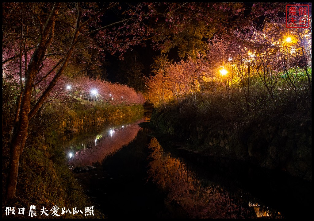 懶人包|嚴選南投十大賞櫻花景點/草坪頭/萬大電廠/暨南大學/九族文化村/農夫愛賞花 @假日農夫愛趴趴照