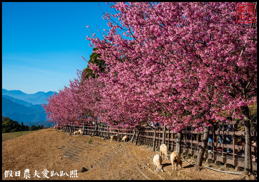 櫻花懶人包|全台賞櫻地點大集合．賞花時間/武陵農場/福壽山農場/阿里山 @假日農夫愛趴趴照