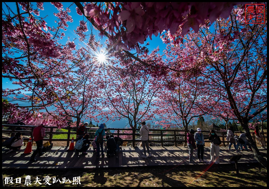 懶人包|嚴選南投十大賞櫻花景點/草坪頭/萬大電廠/暨南大學/九族文化村/農夫愛賞花 @假日農夫愛趴趴照