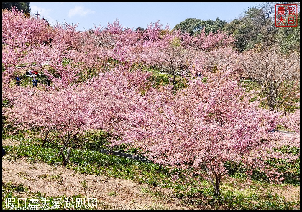 櫻花懶人包|全台賞櫻地點大集合．賞花時間/武陵農場/福壽山農場/阿里山 @假日農夫愛趴趴照