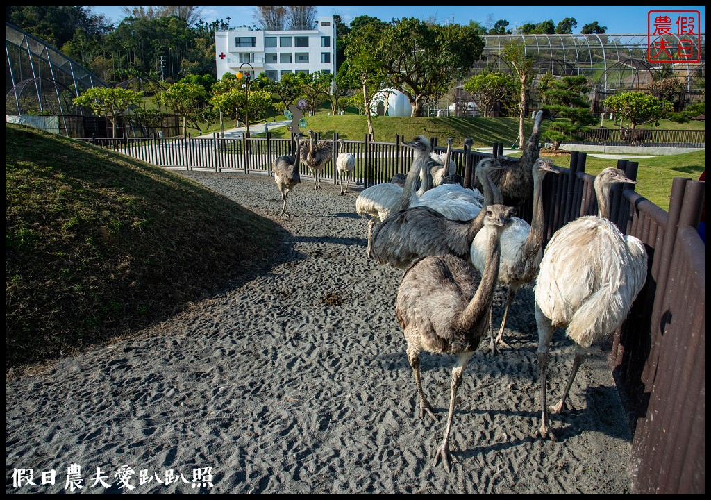 草屯九九峰動物樂園|佔地20公頃亞洲最大的國際級鳥園8/19正式開幕 @假日農夫愛趴趴照