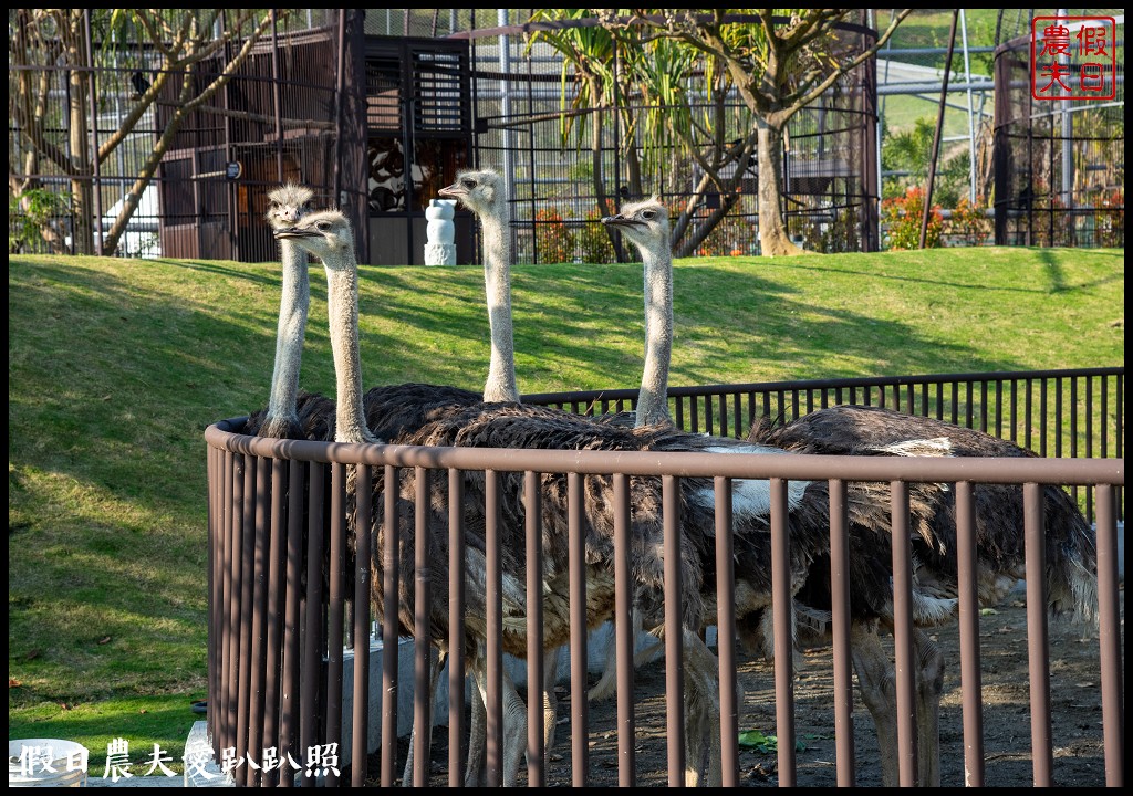 草屯九九峰動物樂園|佔地20公頃亞洲最大的國際級鳥園8/19正式開幕 @假日農夫愛趴趴照