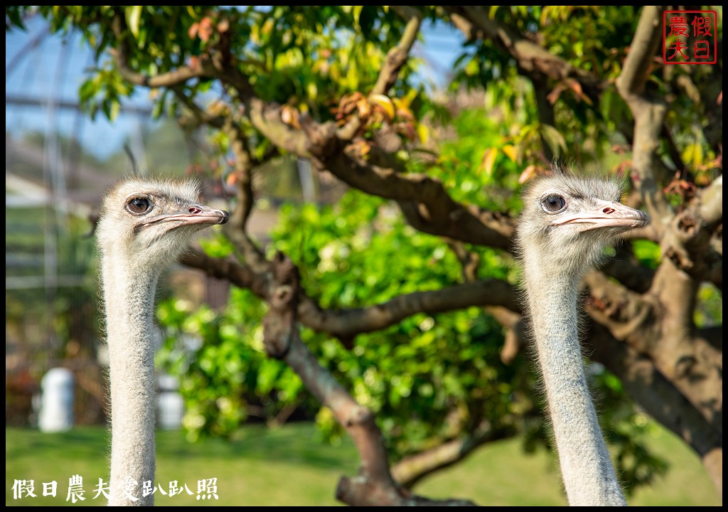 草屯九九峰動物樂園|佔地20公頃亞洲最大的國際級鳥園8/19正式開幕 @假日農夫愛趴趴照