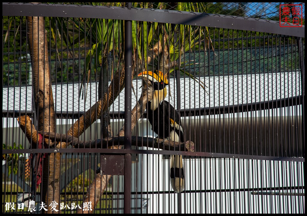 草屯九九峰動物樂園|佔地20公頃亞洲最大的國際級鳥園8/19正式開幕 @假日農夫愛趴趴照