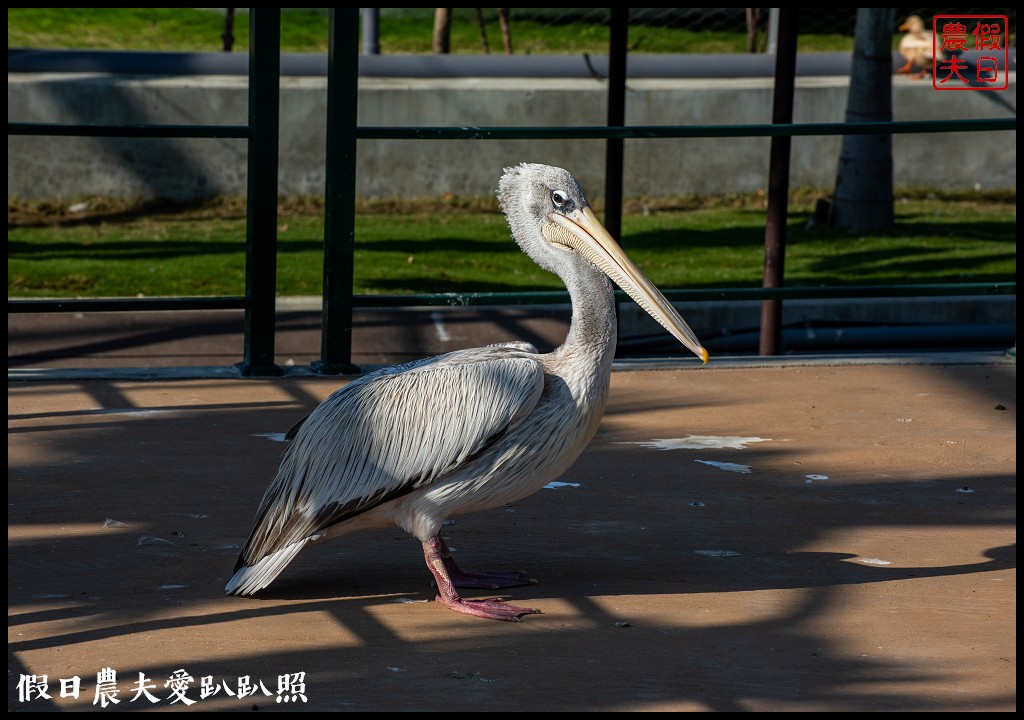 草屯九九峰動物樂園|佔地20公頃亞洲最大的國際級鳥園8/19正式開幕 @假日農夫愛趴趴照