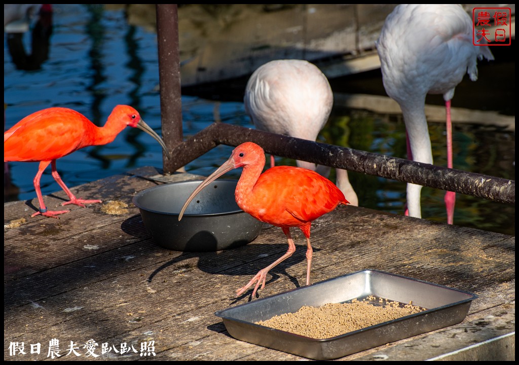 草屯九九峰動物樂園|佔地20公頃亞洲最大的國際級鳥園8/19正式開幕 @假日農夫愛趴趴照