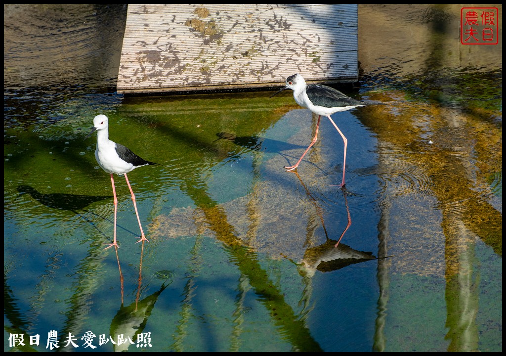 草屯九九峰動物樂園|佔地20公頃亞洲最大的國際級鳥園8/19正式開幕 @假日農夫愛趴趴照