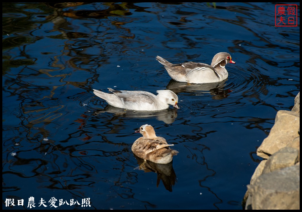 草屯九九峰動物樂園|佔地20公頃亞洲最大的國際級鳥園8/19正式開幕 @假日農夫愛趴趴照