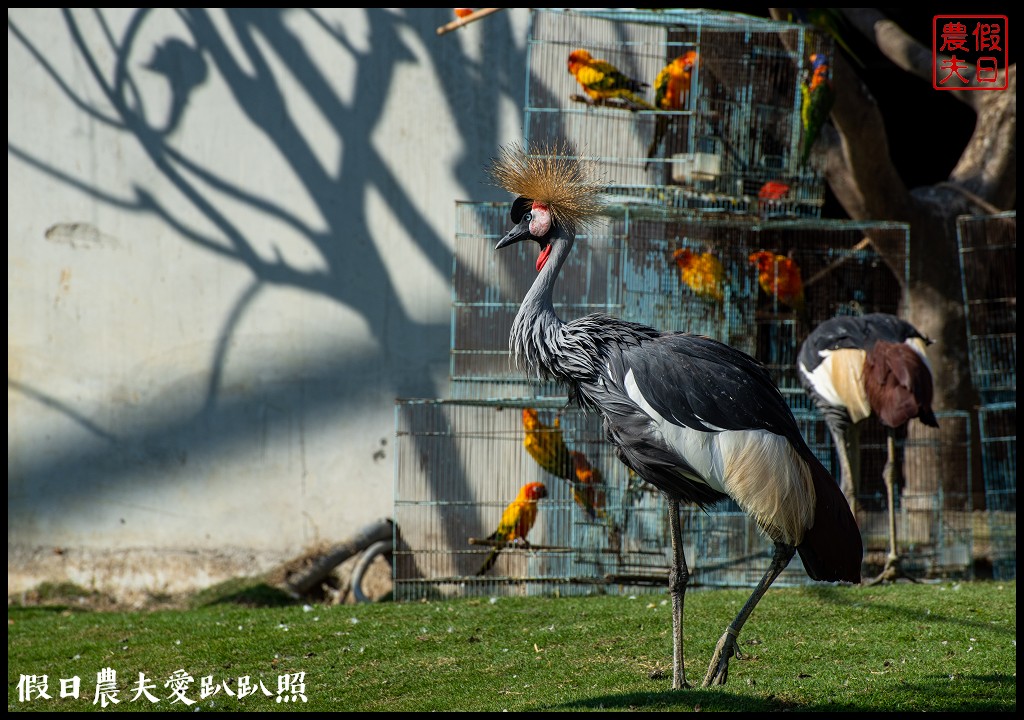 草屯九九峰動物樂園|佔地20公頃亞洲最大的國際級鳥園8/19正式開幕 @假日農夫愛趴趴照