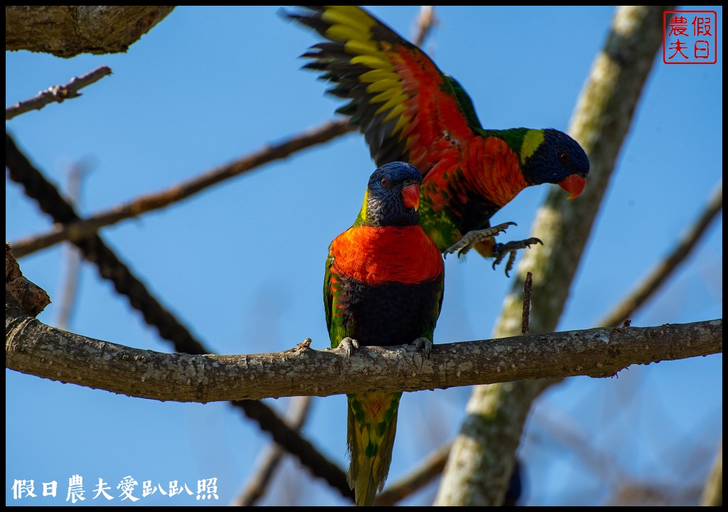 草屯九九峰動物樂園|佔地20公頃亞洲最大的國際級鳥園8/19正式開幕 @假日農夫愛趴趴照