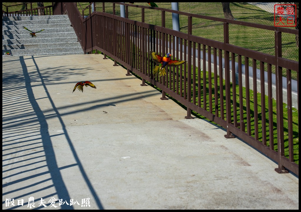 草屯九九峰動物樂園|佔地20公頃亞洲最大的國際級鳥園8/19正式開幕 @假日農夫愛趴趴照