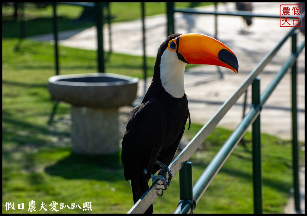 草屯九九峰動物樂園|佔地20公頃亞洲最大的國際級鳥園8/19正式開幕 @假日農夫愛趴趴照