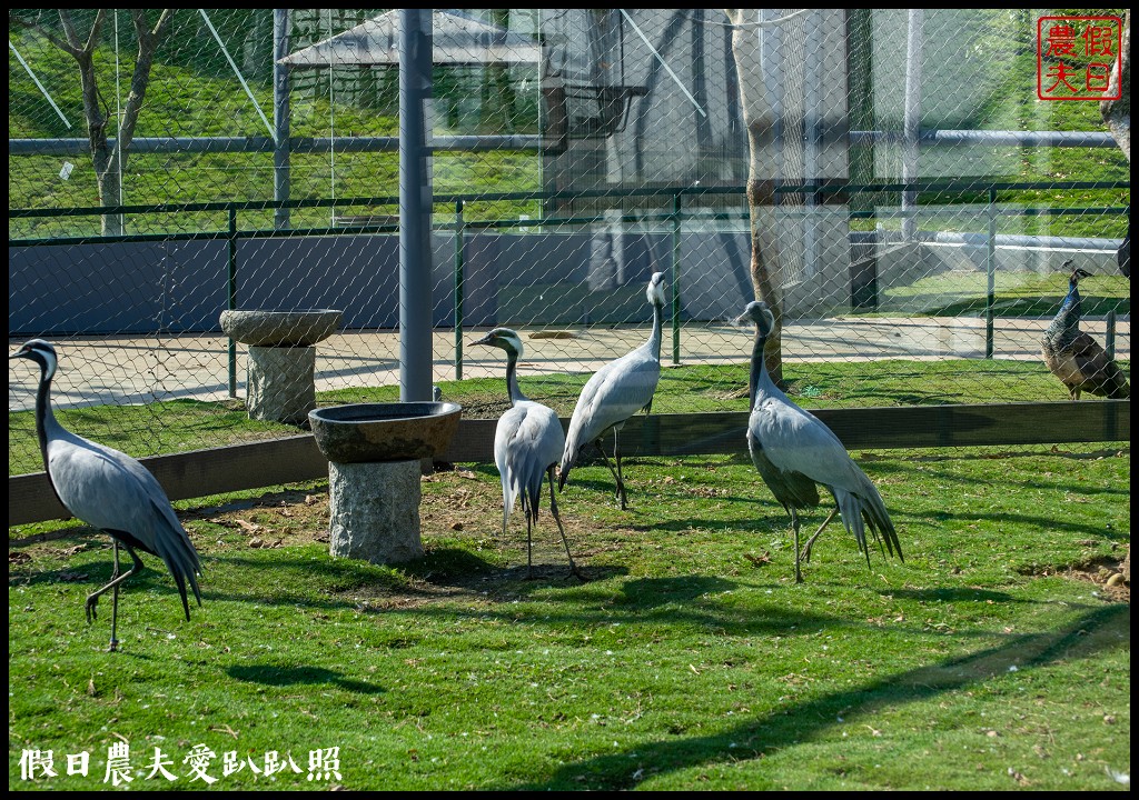 草屯九九峰動物樂園|佔地20公頃亞洲最大的國際級鳥園8/19正式開幕 @假日農夫愛趴趴照