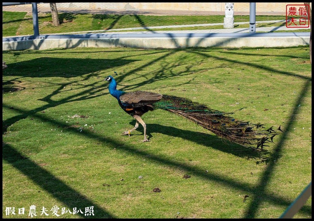 草屯九九峰動物樂園|佔地20公頃亞洲最大的國際級鳥園8/19正式開幕 @假日農夫愛趴趴照