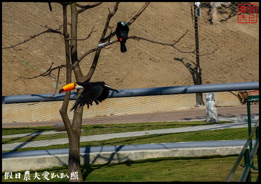 草屯九九峰動物樂園|佔地20公頃亞洲最大的國際級鳥園8/19正式開幕 @假日農夫愛趴趴照