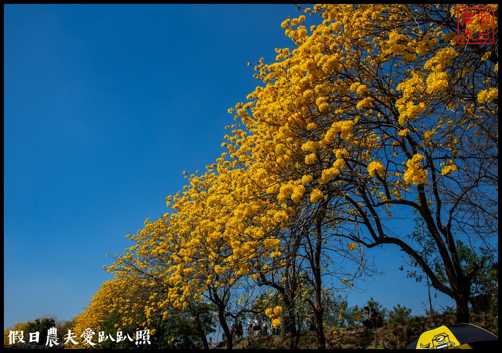 黃色風暴再現|長達1公里的黃花風鈴木隧道即將形成/黃金風鈴木/金黃風鈴花 @假日農夫愛趴趴照