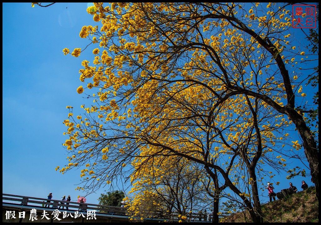 黃色風暴再現|長達1公里的黃花風鈴木隧道即將形成/黃金風鈴木/金黃風鈴花 @假日農夫愛趴趴照