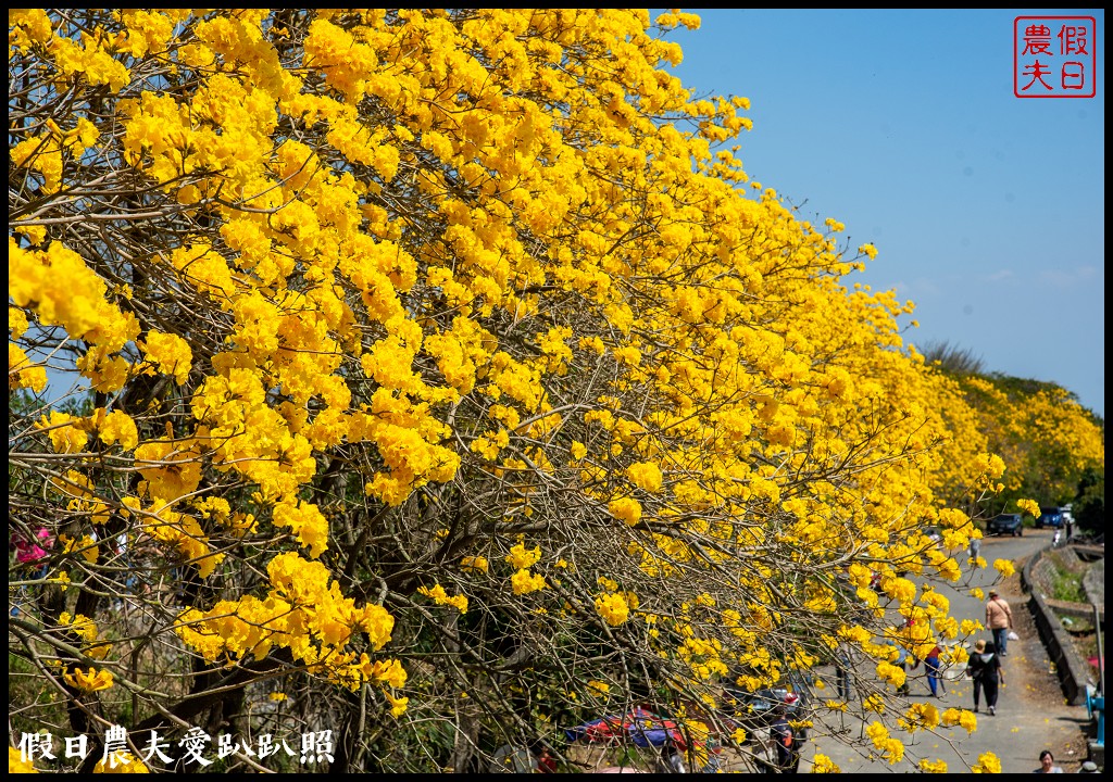 黃色風暴再現|長達1公里的黃花風鈴木隧道即將形成/黃金風鈴木/金黃風鈴花 @假日農夫愛趴趴照