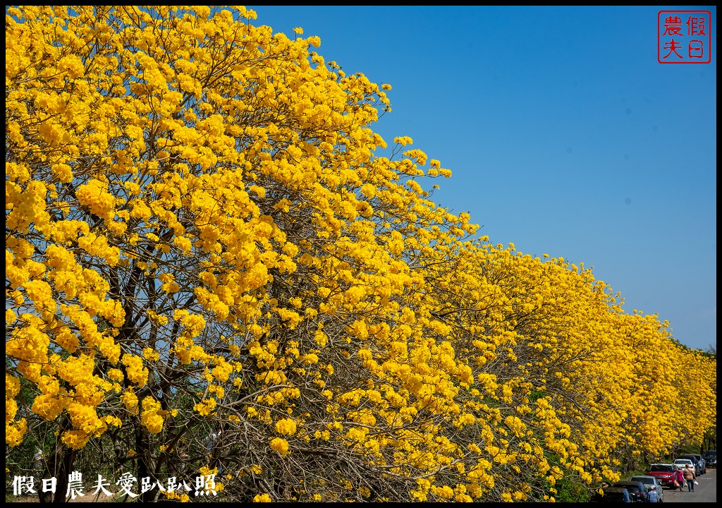 黃色風暴再現|長達1公里的黃花風鈴木隧道即將形成/黃金風鈴木/金黃風鈴花 @假日農夫愛趴趴照