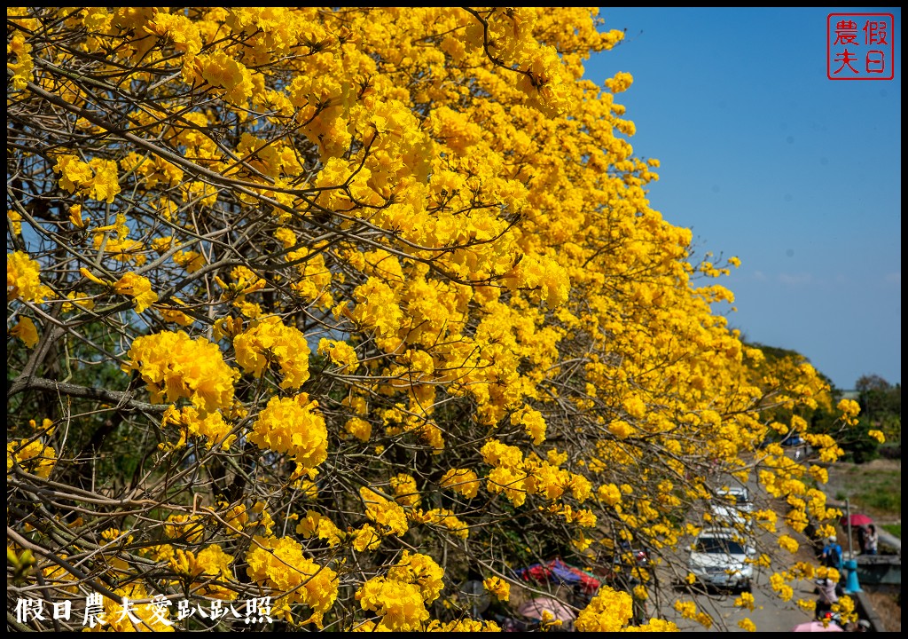 黃色風暴再現|長達1公里的黃花風鈴木隧道即將形成/黃金風鈴木/金黃風鈴花 @假日農夫愛趴趴照