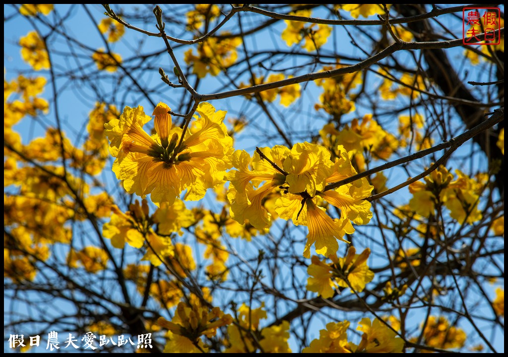 黃色風暴再現|長達1公里的黃花風鈴木隧道即將形成/黃金風鈴木/金黃風鈴花 @假日農夫愛趴趴照