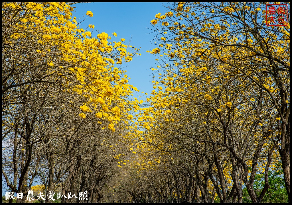 黃色風暴再現|長達1公里的黃花風鈴木隧道即將形成/黃金風鈴木/金黃風鈴花 @假日農夫愛趴趴照