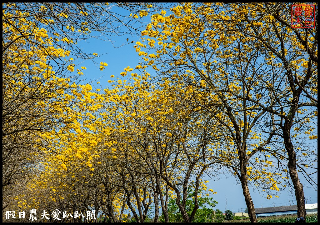 黃色風暴再現|長達1公里的黃花風鈴木隧道即將形成/黃金風鈴木/金黃風鈴花 @假日農夫愛趴趴照