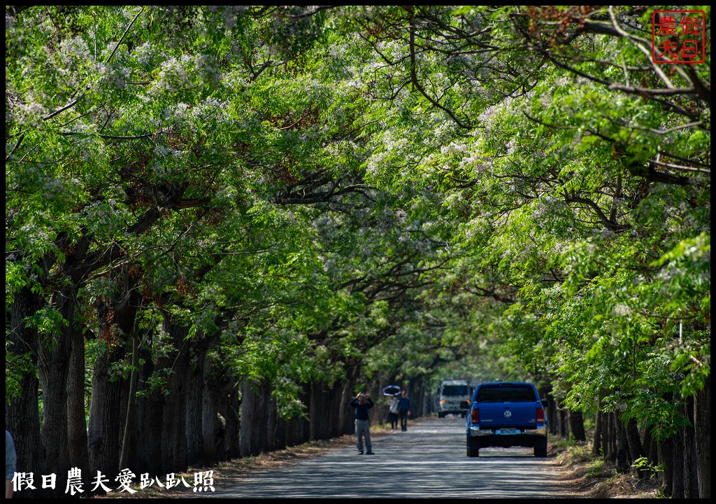 黃色風暴再現|長達1公里的黃花風鈴木隧道即將形成/黃金風鈴木/金黃風鈴花 @假日農夫愛趴趴照