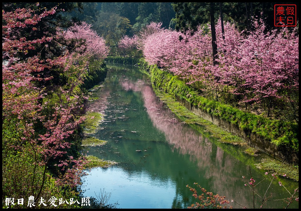 杉林溪粉色的椿寒櫻和白色霧社櫻盛開 晚上還有少見的神木螢導覽 @假日農夫愛趴趴照