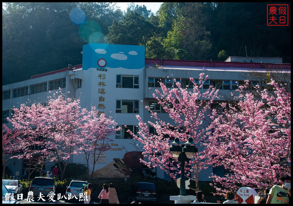 杉林溪粉色的椿寒櫻和白色霧社櫻盛開 晚上還有少見的神木螢導覽 @假日農夫愛趴趴照