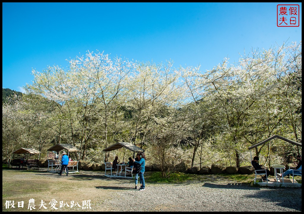 杉林溪粉色的椿寒櫻和白色霧社櫻盛開 晚上還有少見的神木螢導覽 @假日農夫愛趴趴照