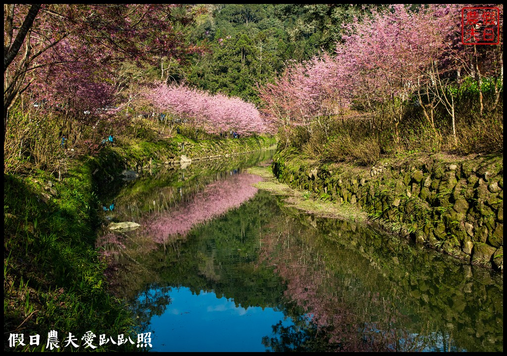 杉林溪粉色的椿寒櫻和白色霧社櫻盛開 晚上還有少見的神木螢導覽 @假日農夫愛趴趴照