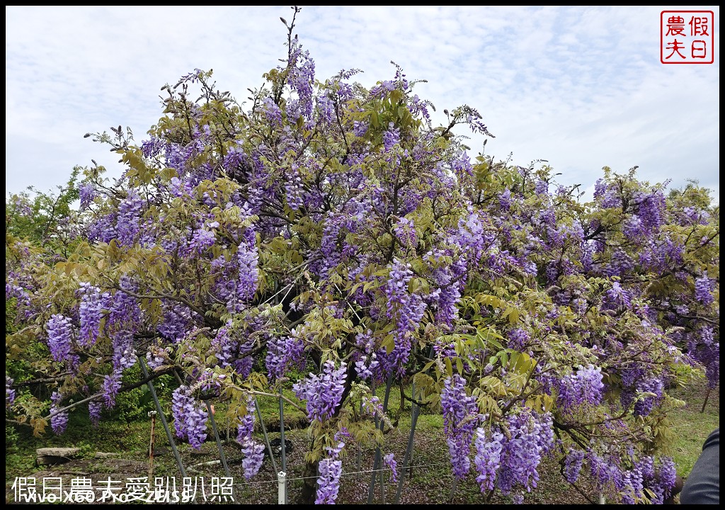 紫藤咖啡園一店屯山園區|台灣最大的紫藤花海盛開中|2024營業時間交通資訊 @假日農夫愛趴趴照