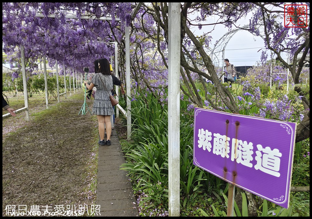 紫藤咖啡園一店屯山園區|台灣最大的紫藤花海盛開中|2024營業時間交通資訊 @假日農夫愛趴趴照