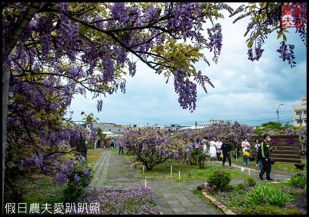 紫藤咖啡園一店屯山園區|台灣最大的紫藤花海盛開中|2024營業時間交通資訊 @假日農夫愛趴趴照