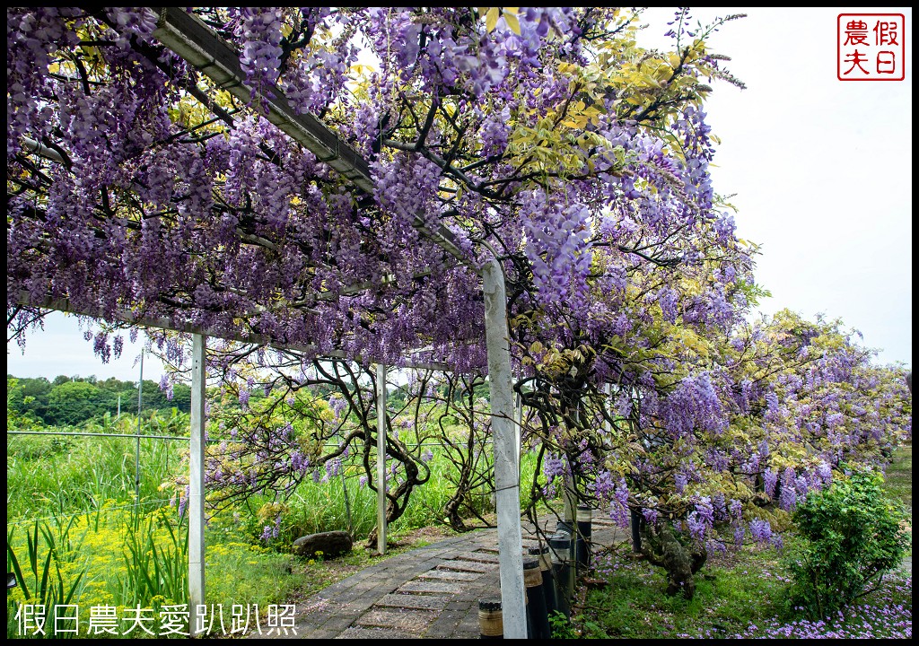 紫藤咖啡園一店屯山園區|台灣最大的紫藤花海盛開中|2024營業時間交通資訊 @假日農夫愛趴趴照