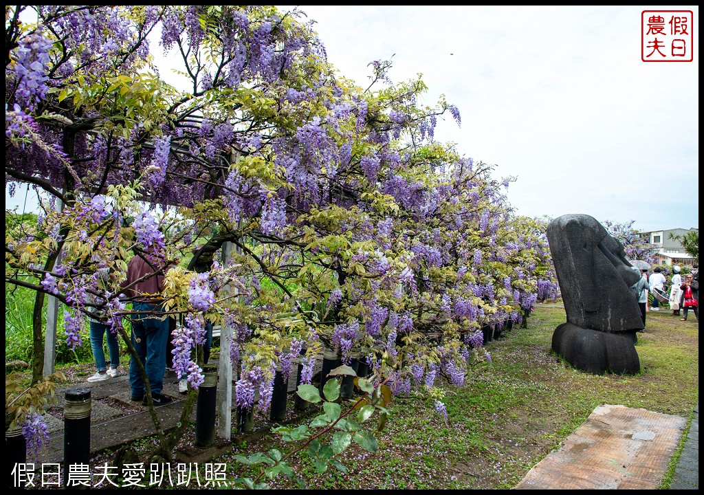 紫藤咖啡園一店屯山園區|台灣最大的紫藤花海盛開中|2024營業時間交通資訊 @假日農夫愛趴趴照