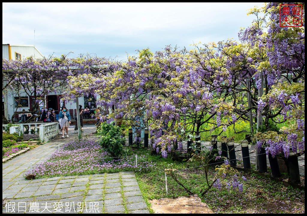 紫藤咖啡園一店屯山園區|台灣最大的紫藤花海盛開中|2024營業時間交通資訊 @假日農夫愛趴趴照