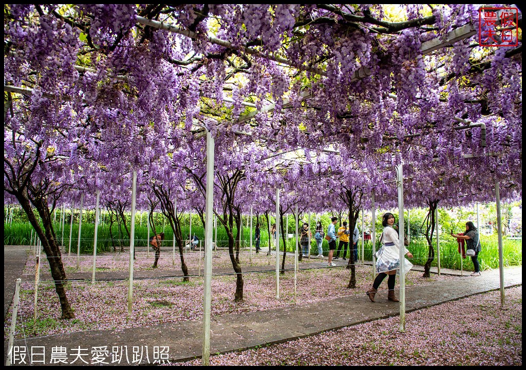 紫藤咖啡園一店屯山園區|台灣最大的紫藤花海盛開中|2024營業時間交通資訊 @假日農夫愛趴趴照