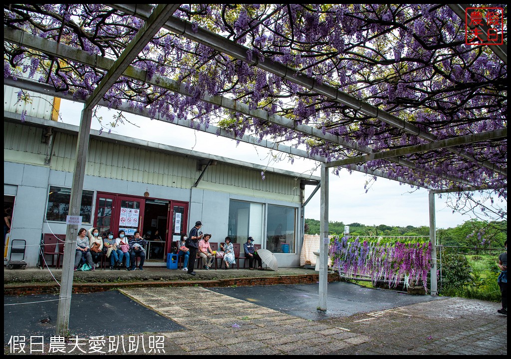 紫藤咖啡園一店屯山園區|台灣最大的紫藤花海盛開中|2024營業時間交通資訊 @假日農夫愛趴趴照