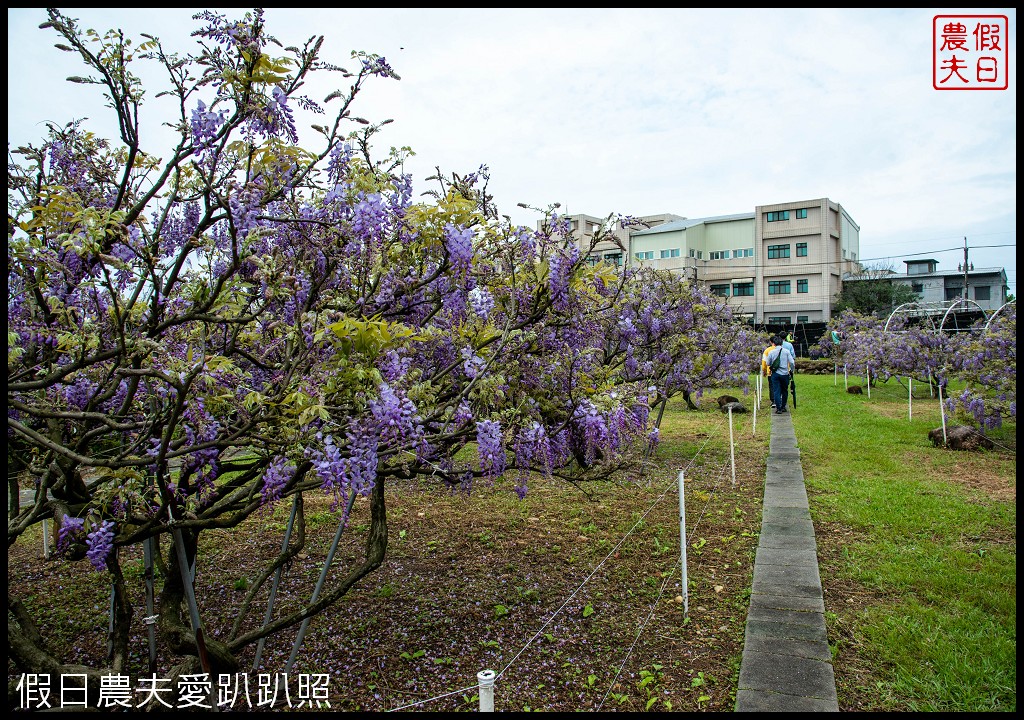 紫藤咖啡園一店屯山園區|台灣最大的紫藤花海盛開中|2024營業時間交通資訊 @假日農夫愛趴趴照