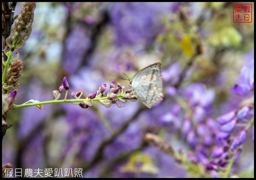 紫藤咖啡園一店屯山園區|台灣最大的紫藤花海盛開中|2024營業時間交通資訊 @假日農夫愛趴趴照