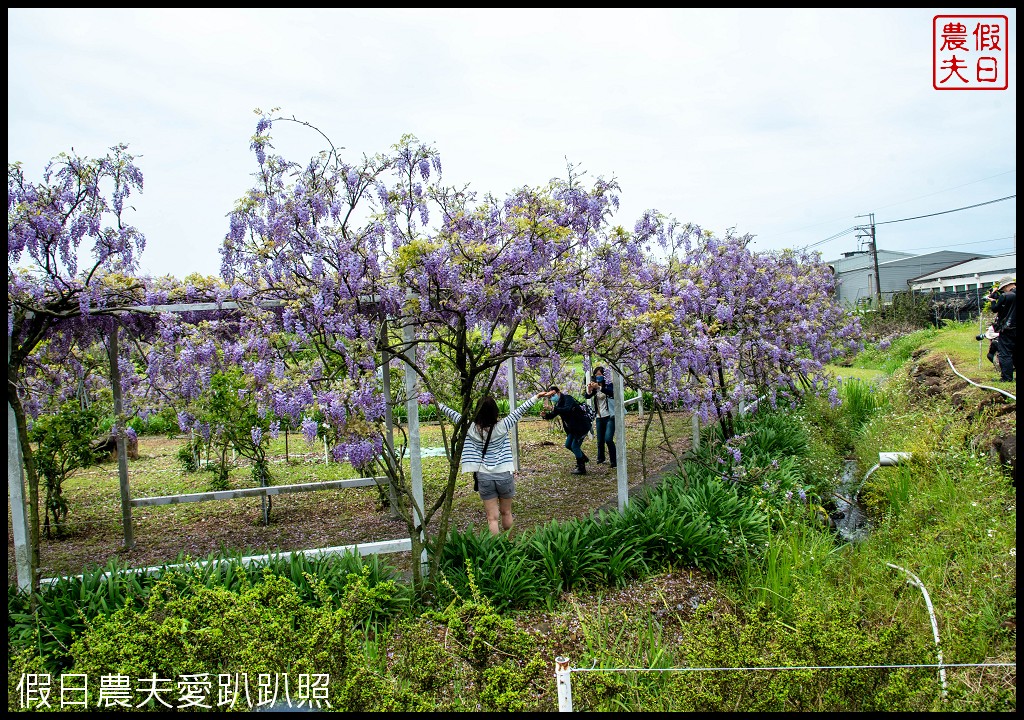 紫藤咖啡園一店屯山園區|台灣最大的紫藤花海盛開中|2024營業時間交通資訊 @假日農夫愛趴趴照