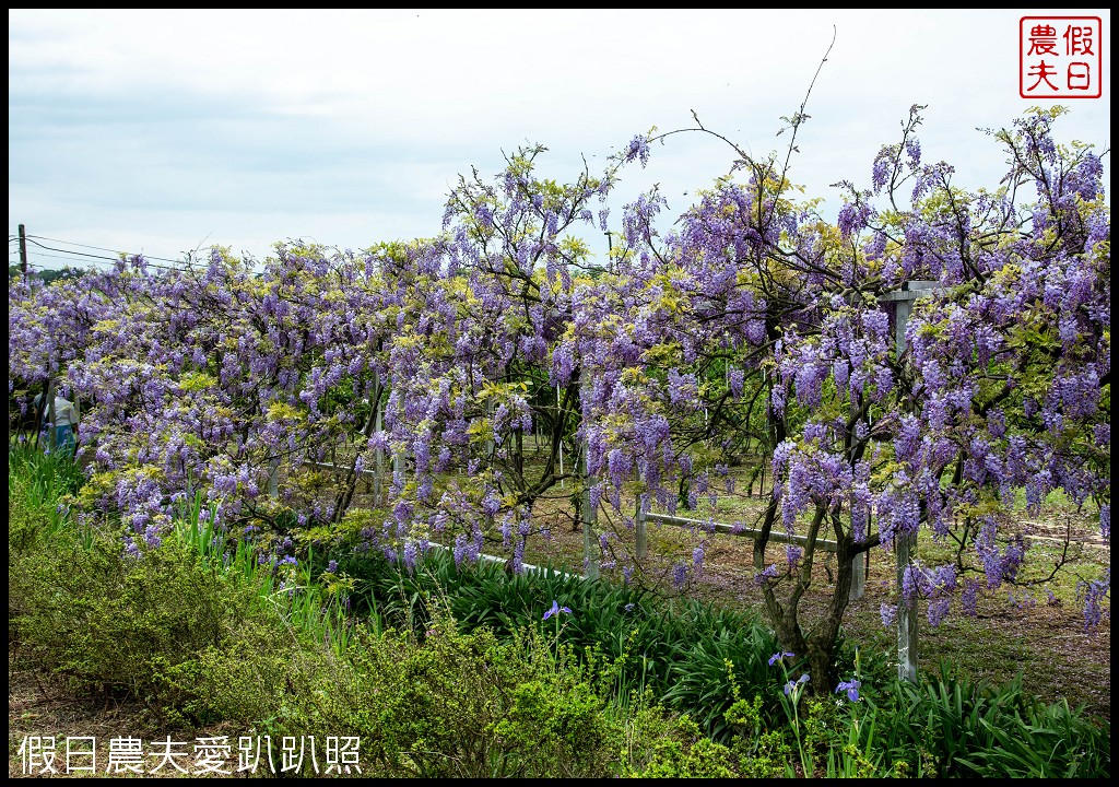 紫藤咖啡園一店屯山園區|台灣最大的紫藤花海盛開中|2024營業時間交通資訊 @假日農夫愛趴趴照