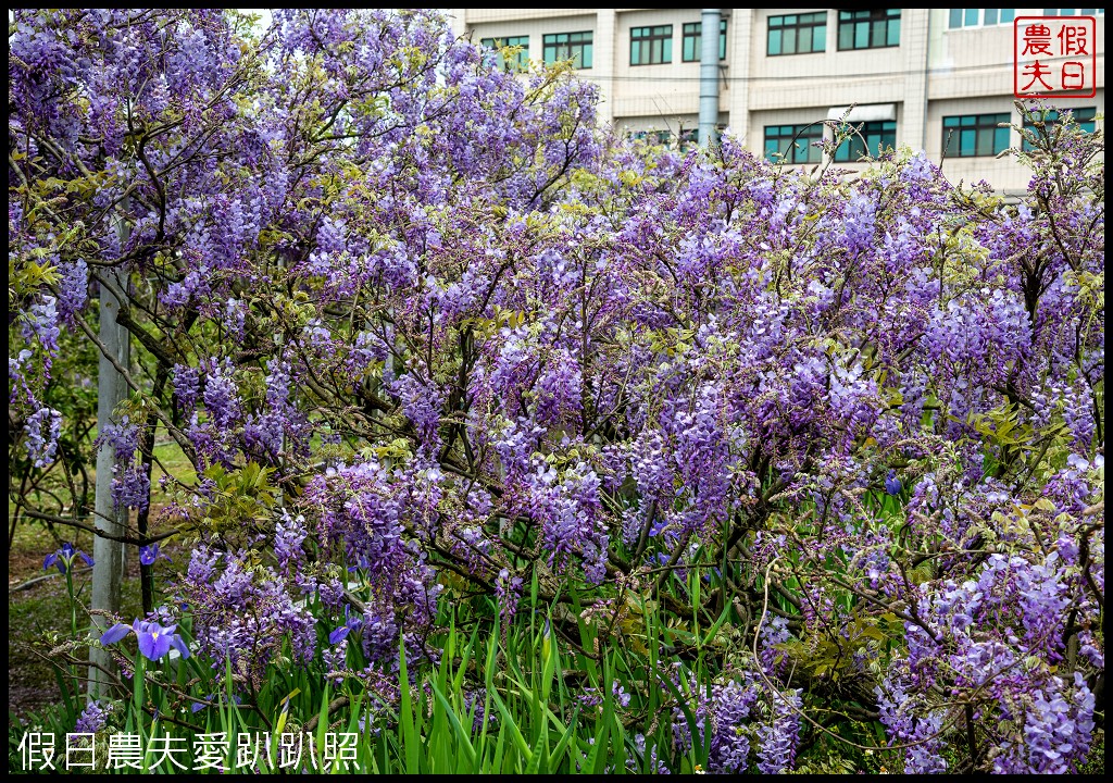 紫藤咖啡園一店屯山園區|台灣最大的紫藤花海盛開中|2024營業時間交通資訊 @假日農夫愛趴趴照