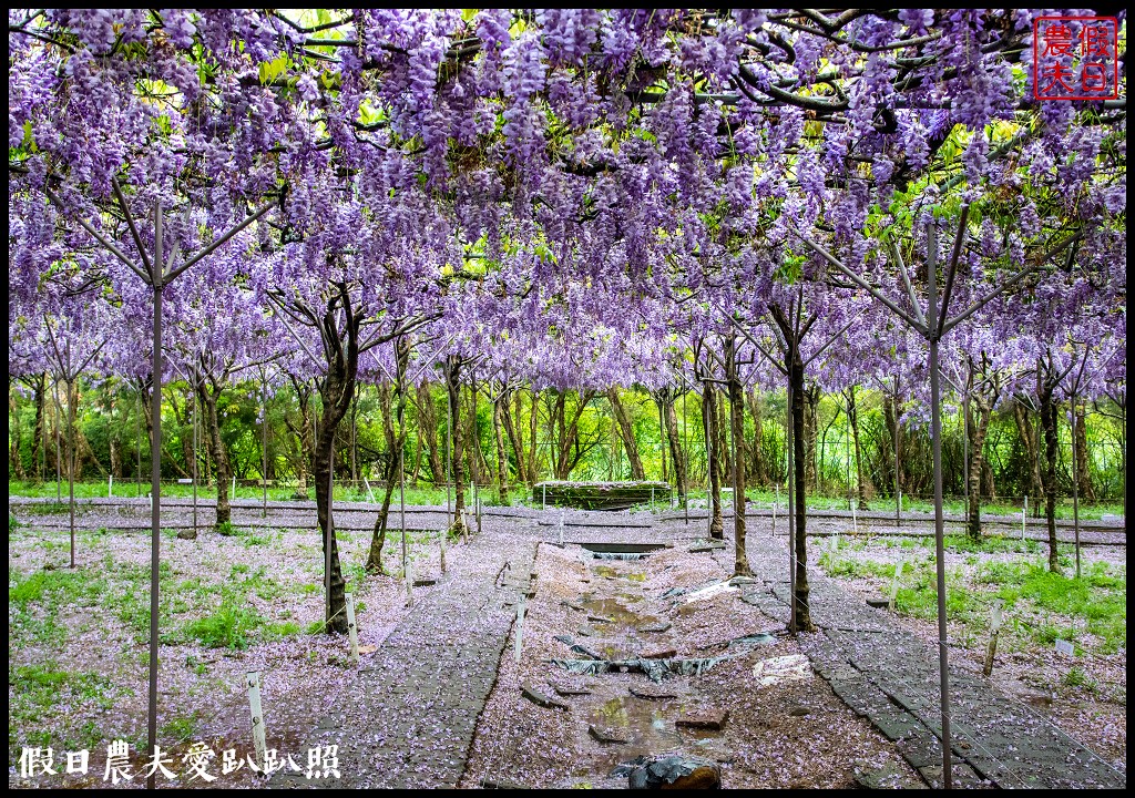 紫藤咖啡園水源園區|全台最長紫藤隧道在這裡|2024營業時間交通停車資訊 @假日農夫愛趴趴照