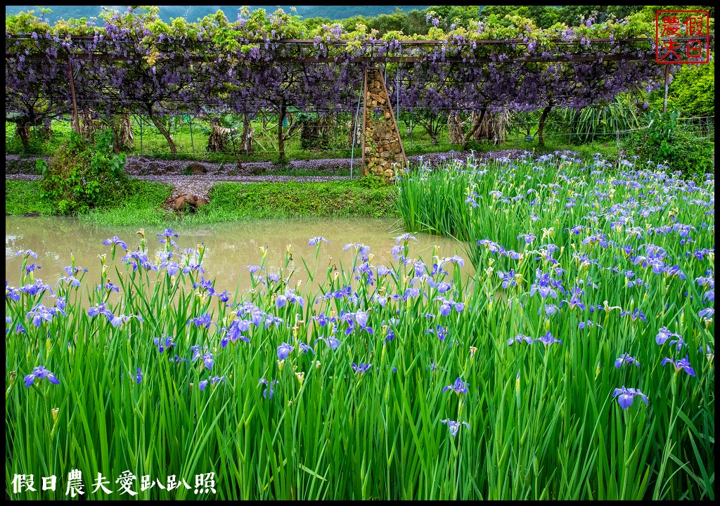 紫藤咖啡園水源園區|全台最長紫藤隧道在這裡|2024營業時間交通停車資訊 @假日農夫愛趴趴照